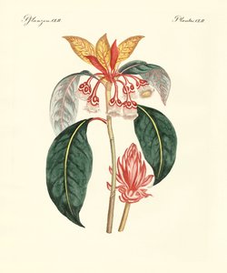 Zeldzame Chinese planten