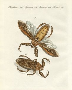 Zeldzame insecten