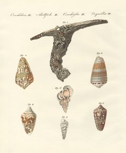 Zeldzame schelpen