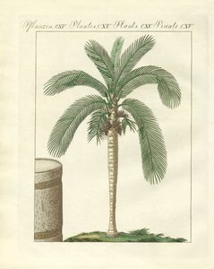 Zeldzame bomen