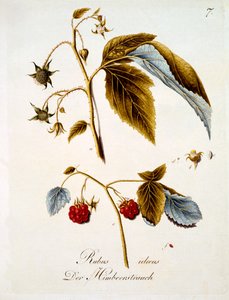 Framboos, illustratie uit een boek van Duitse wilde bloemen door Johann Daniel von Reitter, gepubliceerd ca. 1803-5