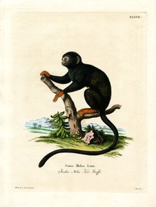 Roodhandige Tamarin door German School