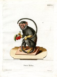 Roodhandtamarin door German School