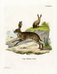 Roodnek Struikhaas