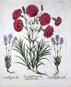 Rode Anjer en Lavendel, uit Hortus Eystettensis, door Basil Besler, gepubliceerd 1613