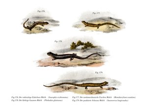 Rugstreepsalamander