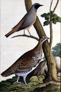 Roodstaart en hazelhoen