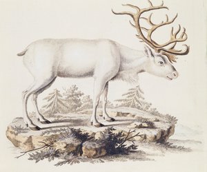 Rendier (Cervus tarandus), uit Zoogdieren geïllustreerd uit de natuur met beschrijvingen, door Johann Christian Daniel von Schreber (1739-1810), gravure door I Nufsbiegel, volume 5, tafel 248-C, Duitsland