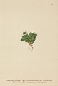Rots Jasmijn (Androsace imbricata, Aretia imbricata)