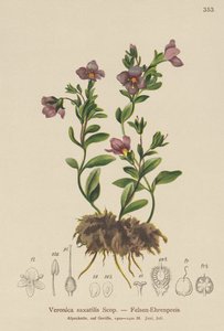 Rotsveronica