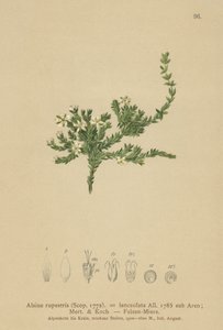 Rots Stitchwort door German School