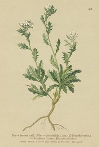 Muurpeper