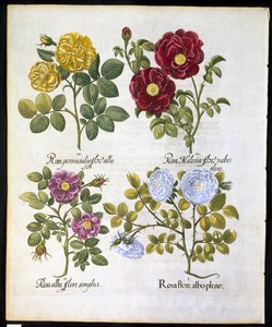 Rozen, plaat 96 uit Hortus Eystettensis door Basil Besler (1561-1629) gepubliceerd in 1613