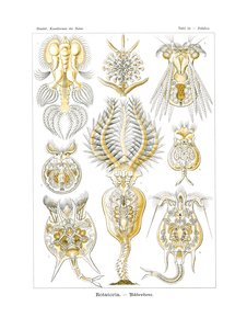 Rotatoria