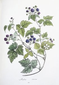Rubus caesius, 1811-1818