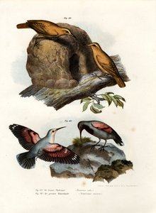 Roodborstje, 1864