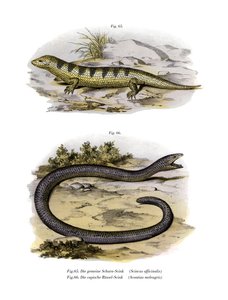 Zandvis skink door German School