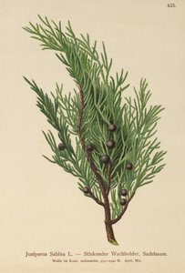 Savin Jeneverbes (Juniperus Sabina)