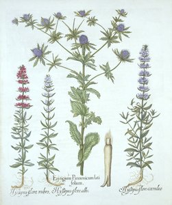 Zeehulst en Drie Soorten Hysop, uit Hortus Eystettensis, door Basil Besler, gepubliceerd 1613