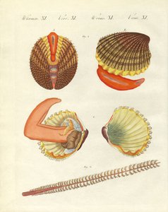 Zeewezens