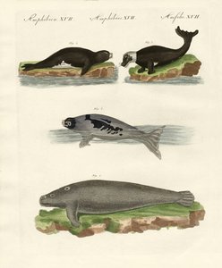 Zeehonden en walrussen