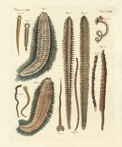 Zeewormen