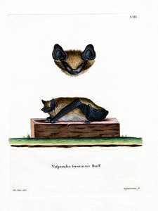 Serotine Vleermuis