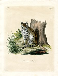 Serval door German School