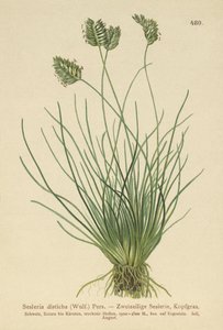 Sesleria door German School