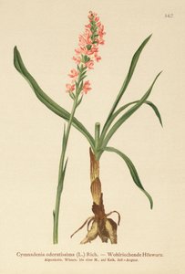 Kortgespoorde Geurige Orchidee (Gymnadenia odoratissima)
