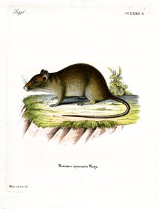 Kortstaart bandicootrat door German School