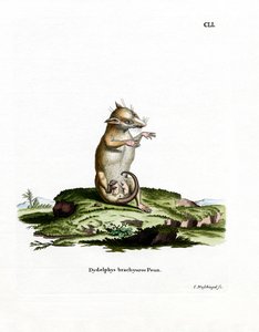 Kortstaartopossum