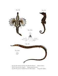Korte Draakvis