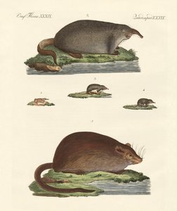 Spitsmuizen en muskusratten