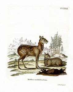 Siberische muskushert