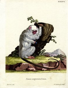 Zilveren Marmoset door German School