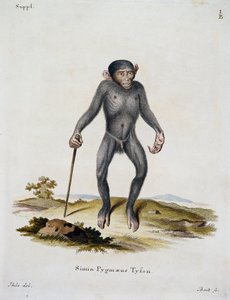 Simia pygmaeus, uit Zoogdieren geïllustreerd uit de natuur met beschrijvingen, door Johann Christian Daniel von Schreber (1739-1810), gravure door IC Bock, Duitsland door German School