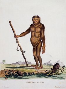 Simia satyrus, uit Mammals geïllustreerd uit de natuur met beschrijvingen, door Johann Christian Daniel von Schreber, gravure door I Nusbiegel naar tekening van De Seve, Duitsland
