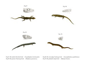 Skink door German School