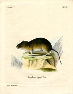 Sneeuw Woelmuis