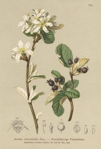 Sneeuwige Mespilus