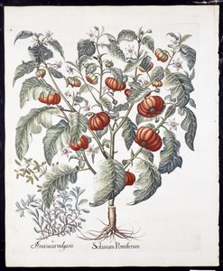 Solanum Pomiferum uit Hortus Eystettensis