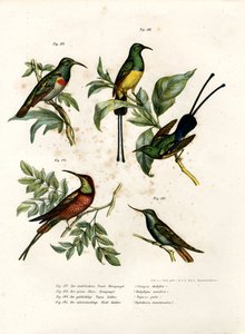 Zuidelijke Dubbelkraag Zonnevogel, 1864 door German School