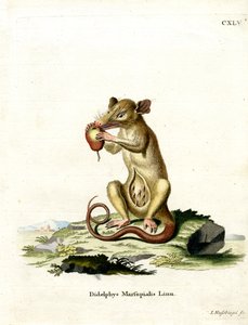 Zuidelijke Opossum