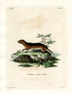 Zuidelijke Roodzijdige Opossum door German School