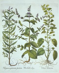 Spearmint, Romeinse Brandnetel en Langbladige Horsemint, uit Hortus Eystettensis, door Basil Besler, gepubliceerd 1613