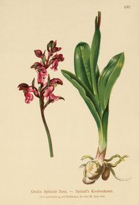 Spitzels Orchidee (Orchis Spitzelii)
