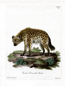 Gevlekte Hyena