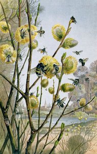 Lente in de insectenwereld, plaat uit Brehms Tierleben: Allgemeine Kunde des Tierreichs, vol.9, p.216, uitgegeven door Bibliographisches Institut, 1892