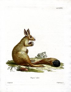 Springhaas